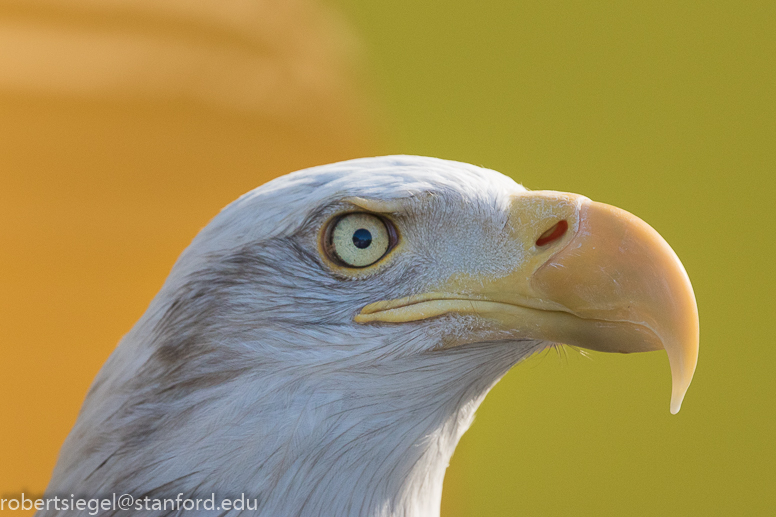 bald eagle